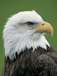 pic for eagle blink